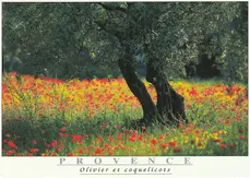 IMG 20251023 0018 ready